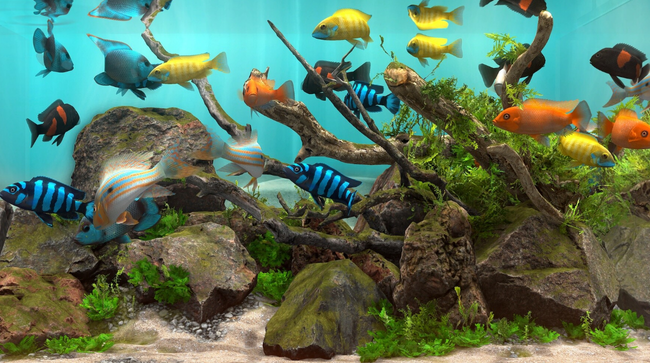 Behind Glass Aquarium Simulator Free Download