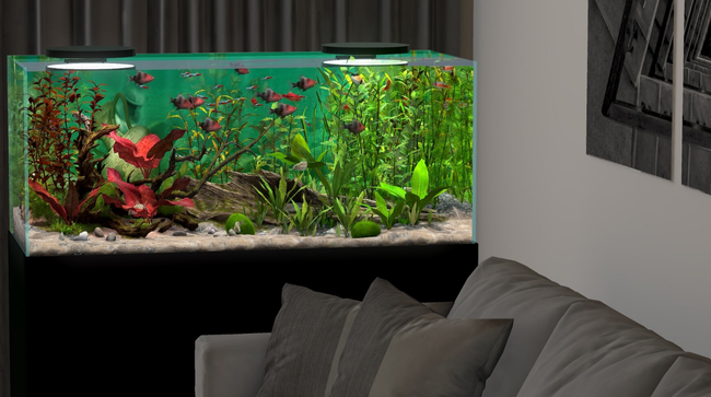 Behind Glass Aquarium Simulator Free Download