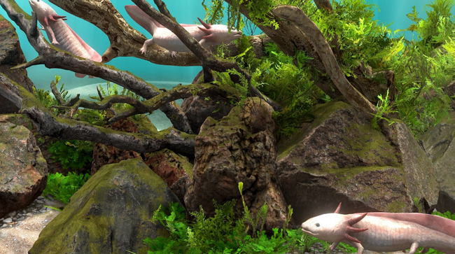 Behind Glass Aquarium Simulator Free Download